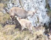 Deux secondes avant la tétée du cabri