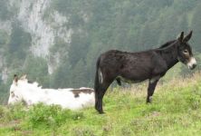 Âne avant le Col des Gaules