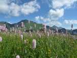 La dent de Lys côté Paccots.