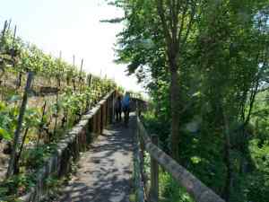 Vignes bucoliques et variées